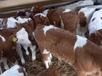 ወንድ በሬ, Simmental cattle — ፎቶ 8