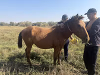 Cavalla, Horse breed — foto 1