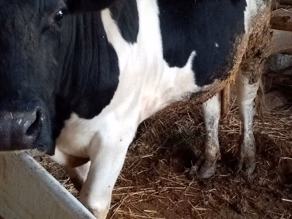 Бух, Russian Black pied cattle — Узбекистан