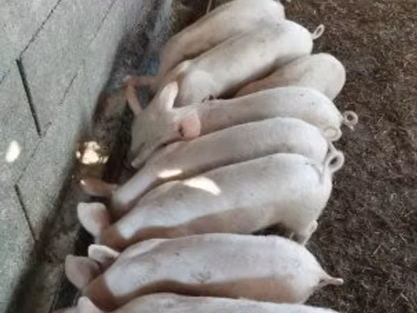 Pigs (batch, sex not specified), 