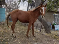 母马, Horses — 照片 1