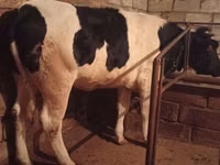 Αγελάδα, Russian Black pied cattle — φωτογραφία 1