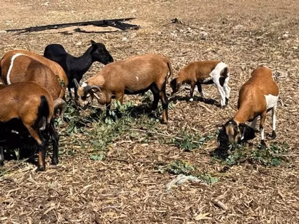 Qoç, Cameroon sheep