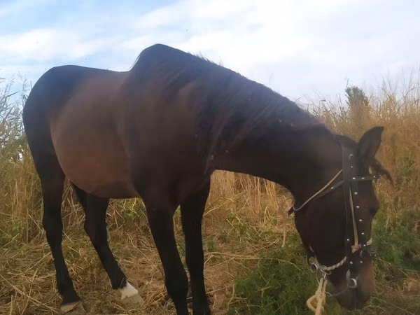 Mare, Horses — Uzbekistan