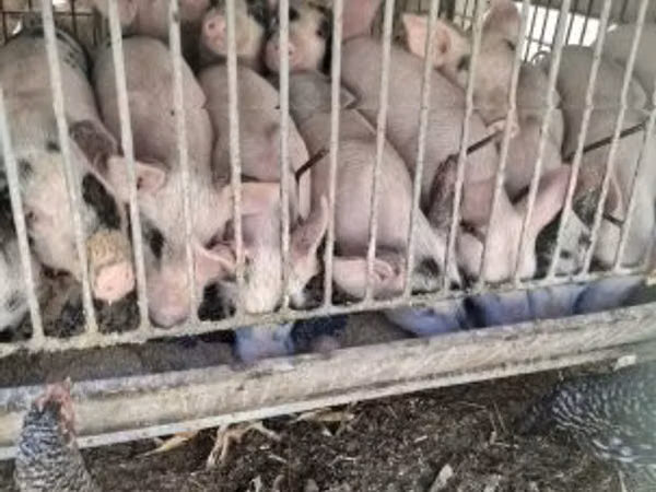 Pigs (batch, sex not specified), Pigs — Hungary