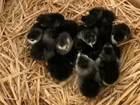 Australorp — foto 5