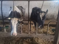 Vache, Russian Black pied cattle — photo 3