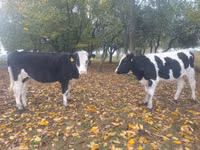 雌牛, Russian Black pied cattle — 写真 3