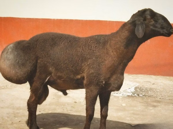 قوچ, گوسفند — ازبکستان