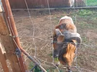 Widder, Cameroon sheep — Foto 1