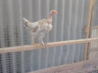Chickens — 2 зураг