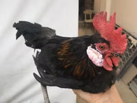 Chickens — photo 2