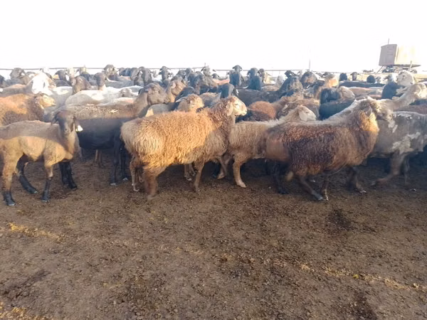 Ram, Edilbay sheep