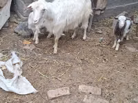 Cabra, Cabras — foto 7