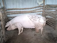 Sow, Pigs — photo 1