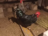 Chickens — عکس 1