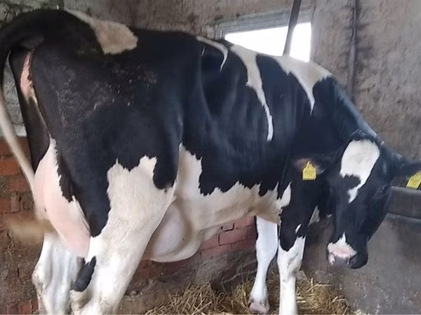 Cow, Russian Black pied cattle — Poland