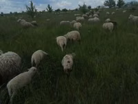 Kambing jantan, Merino sheep — foto 1