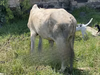 गाय, मवेशी — फ़ोटो 4
