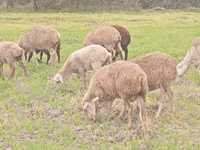 Ram, Sheep — photo 6