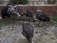 Turkeys — foto 1
