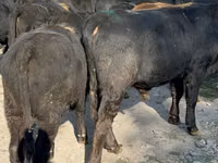 Tyre, Swiss cattle — foto 4