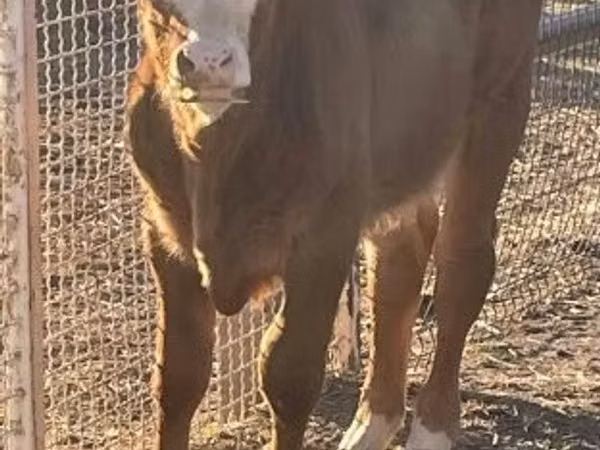 Toro, Mucca limousine — Ungheria