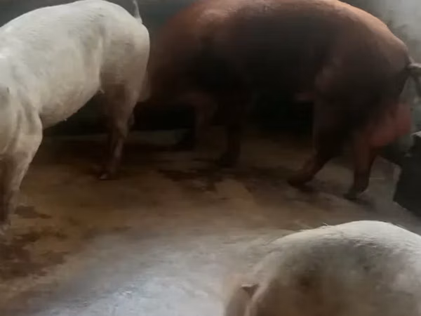 猪（批次，未指定性别）, Pigs
