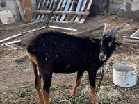 Goat, Alpine goat — photo 5