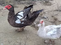 Geese — foto 3