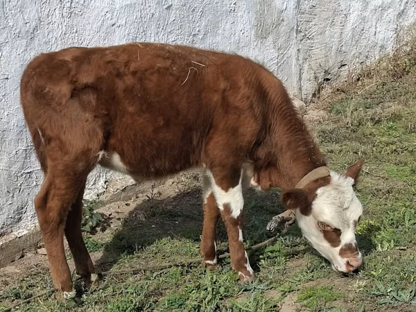 Bull, Kazakh White-headed cow — Kazakhstan