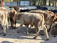วัวตัวผู้, Swiss cattle — รูปภาพ 2