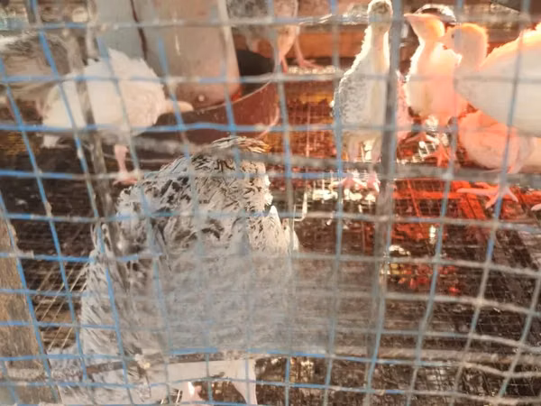 Turkeys — Ghana