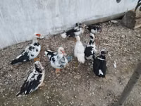Ducks — снимка 1