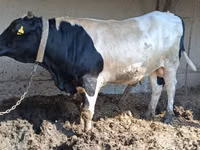 Bull, Holstein breed — photo 5
