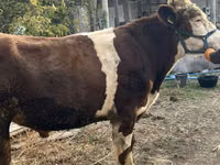 公牛, Simmental cattle — 照片 4