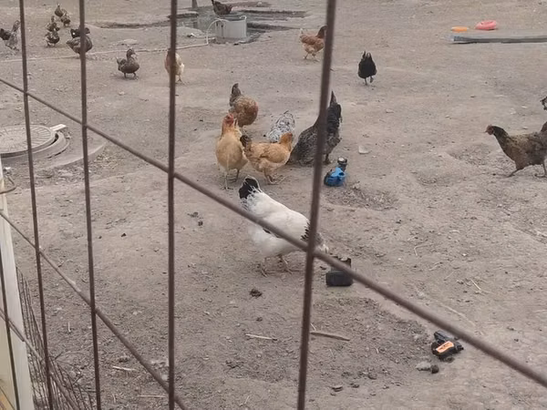 Chickens — Kyrgyzstan