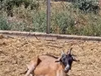 بز نر, بز — عکس 1