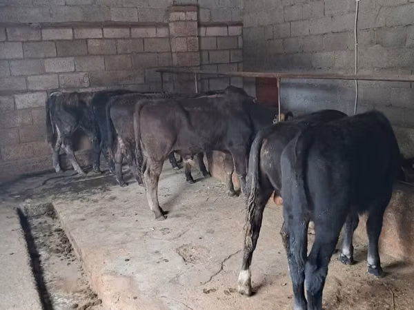 Bull, Aberdeen-Angus — Kyrgyzstan