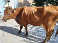 गाय, Red Estonian cattle — फ़ोटो 1