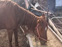 Kuda betina, Horses — foto 5