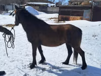 Kuda betina, Kazakh horse — foto 3
