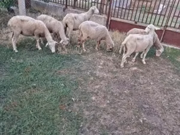 Pecora, Pecore — Ungheria