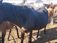 Kuda betina, Horses — foto 2
