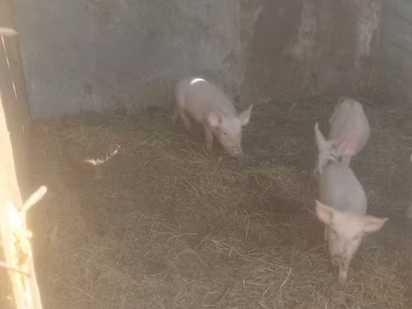 Boar, Pigs — Kazakhstan