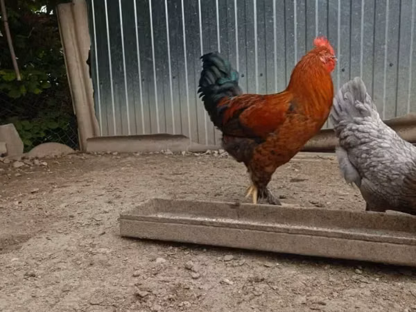 Chickens — Armeeniya