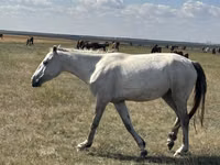 Mare, Horses — photo 1