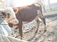 Vaca, Hereford — foto 1