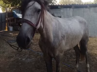 Ձի, Kazakh horse — լուսանկար 2