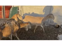 Sheep, Arashan sheep — photo 1